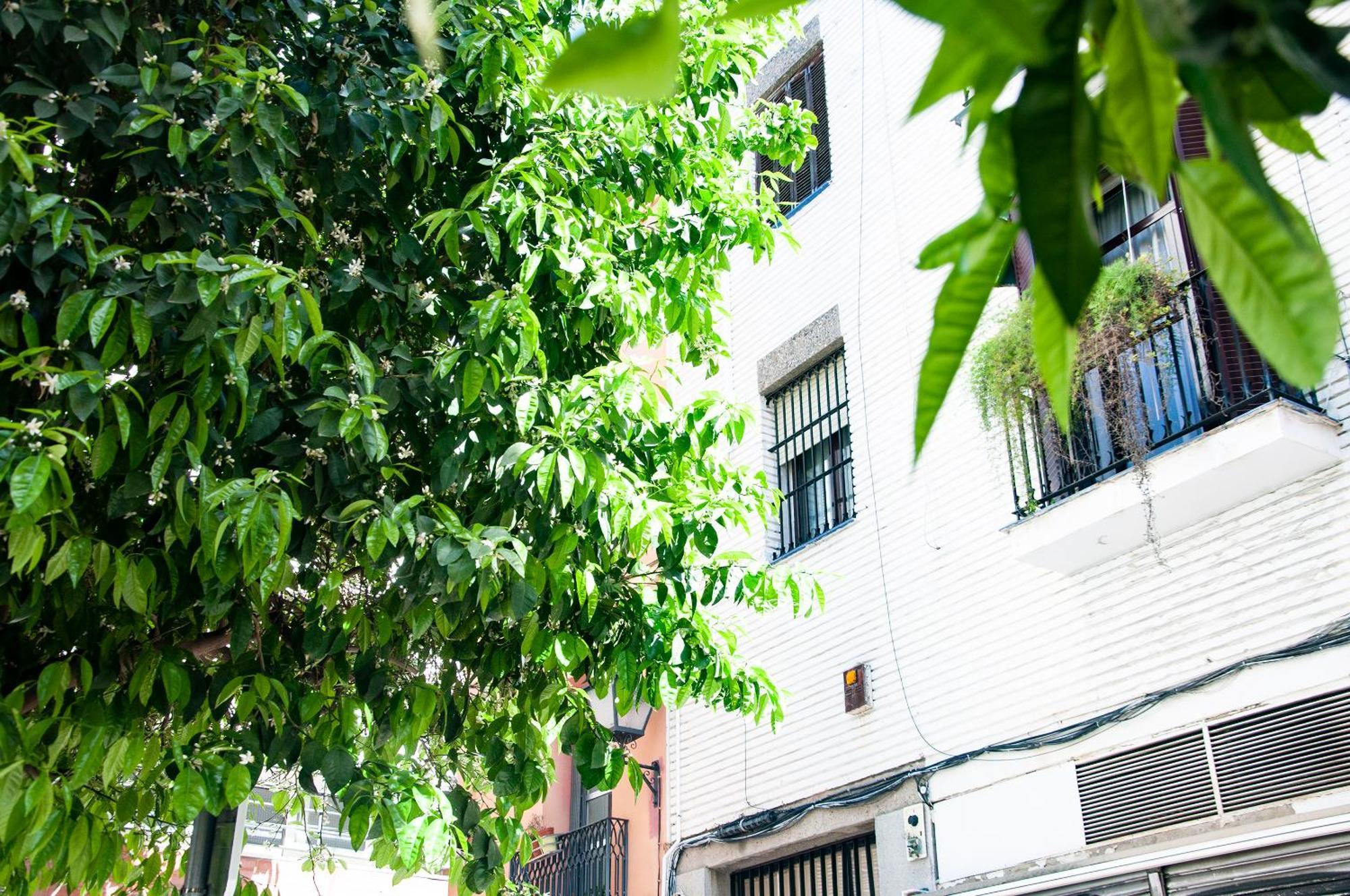 Alohamundi Cruz Verde Sevilla Exteriér fotografie